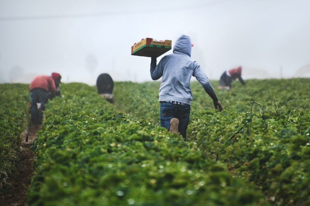 Récolte de légumes au champ