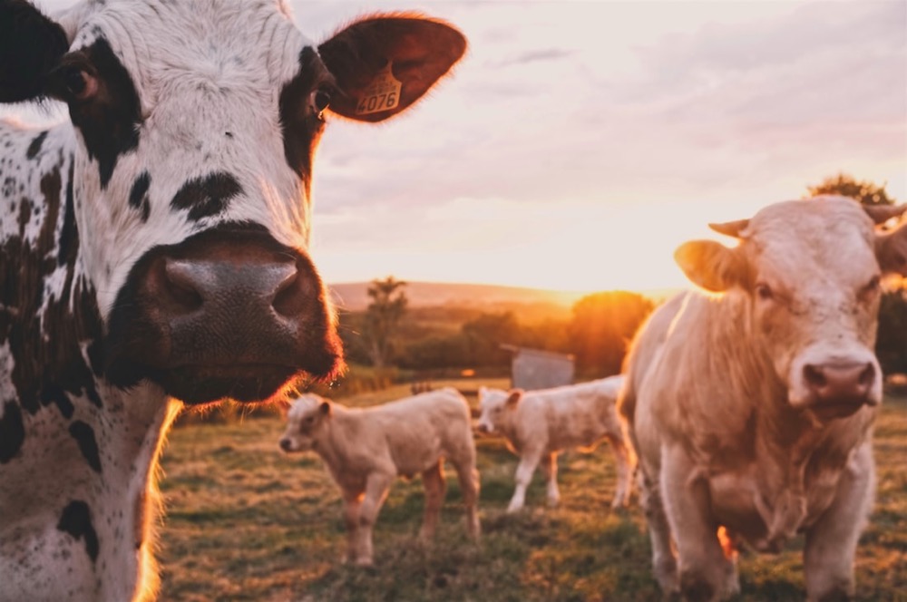 Vaches au pâturage